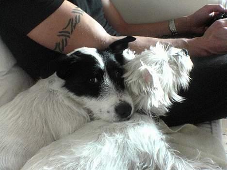 West highland white terrier Nanna - igen med min bror billede 10