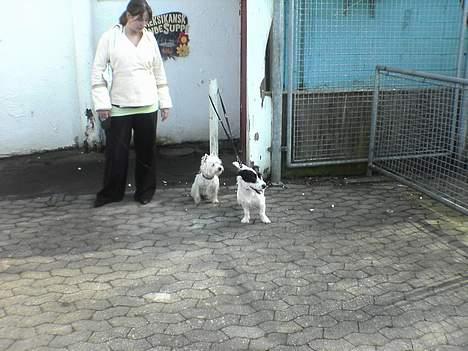 West highland white terrier Nanna - på bakken med hele farmilien billede 11