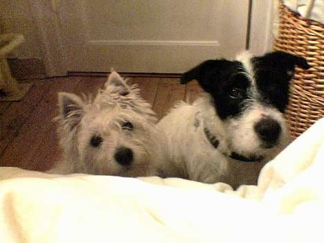 West highland white terrier Nanna - så tag da det billed billede 12