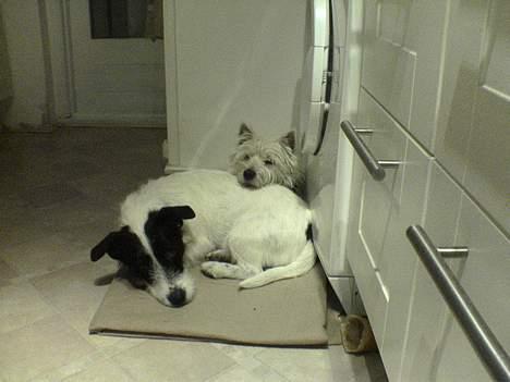 West highland white terrier Nanna - ja så putter vi igen, de er sku være en os. de ligger altid i ske osv. billede 13