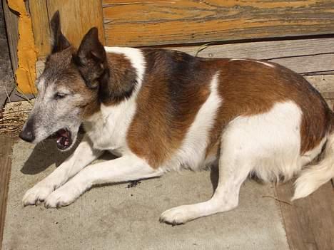 Glathåret foxterrier molly<3 (R.I.P) 28 dec - Her ligger hun i solen og gaber. billede 9
