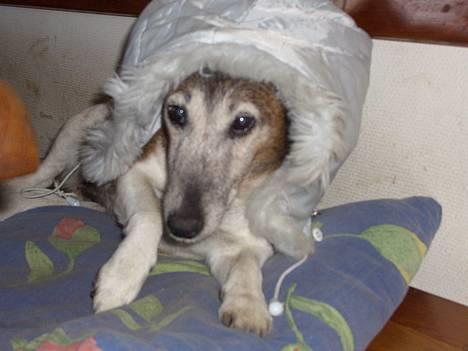 Glathåret foxterrier molly<3 (R.I.P) 28 dec billede 10