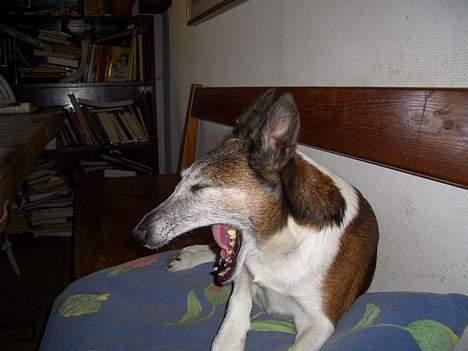 Glathåret foxterrier molly<3 (R.I.P) 28 dec - Molly gaber (med lyd) billede 11