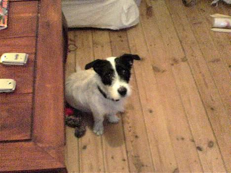 West highland white terrier Nanna - i får sku lige et billed af ham den fede billede 14