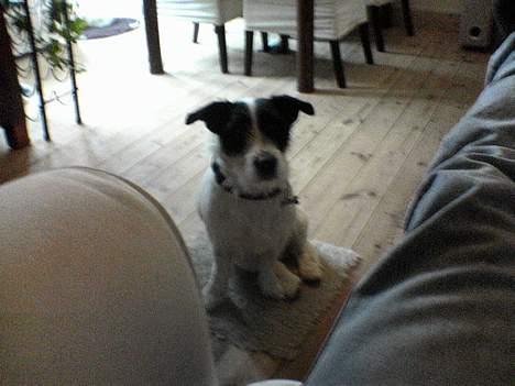 West highland white terrier Nanna - et mere af ham den fede Fars hund. billede 15