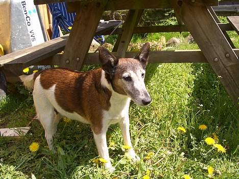 Glathåret foxterrier molly<3 (R.I.P) 28 dec billede 12