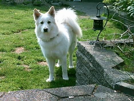 Blanding af racer Gaia - hvaaaa øhmm laver du?? billede 9