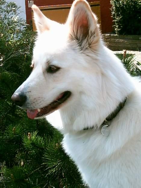 Blanding af racer Gaia - profile!! billede 10