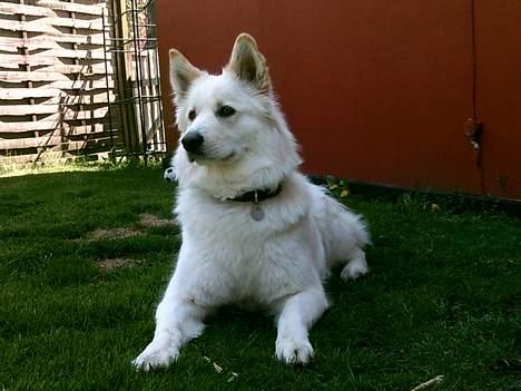 Blanding af racer Gaia - naboens kat i buskaset billede 11