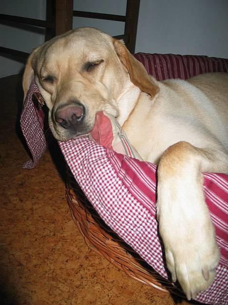 Labrador retriever Kikki - Kikki i drømmeland..!:D billede 11