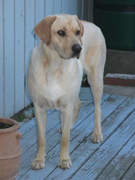 Labrador retriever Kikki - Kikki-piien.. billede 12