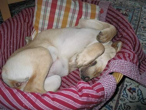 Labrador retriever Kikki - Gå væk! Jeg sover...! billede 13
