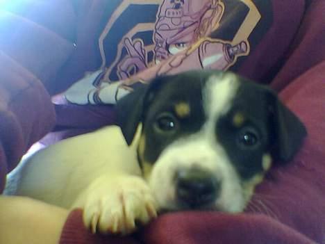 Blanding af racer milo - så er jeg 5uger gammel *S* er jeg ikke dejlig *S* billede 13