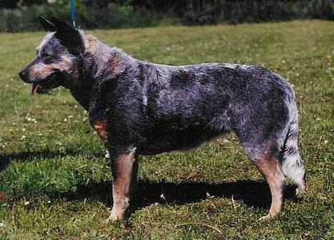 Australsk cattledog Dinky billede 11