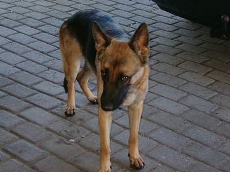 Schæferhund Rindums Quelle "Tiggi" billede 1