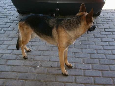 Schæferhund Rindums Quelle "Tiggi" billede 2