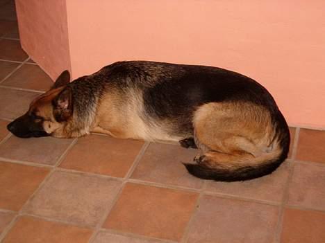 Schæferhund Rindums Quelle "Tiggi" billede 3