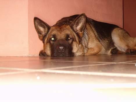 Schæferhund Rindums Quelle "Tiggi" billede 4