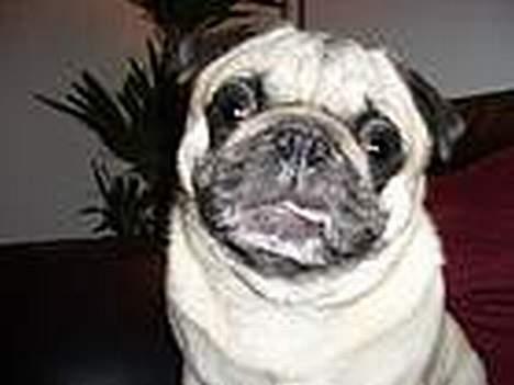 Mops Albert - Jeg er da dejlig! billede 1