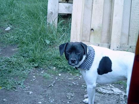 Dansk svensk gaardhund Biffer - Ligner jeg ikke lidt en vagthund.....Hehe billede 14