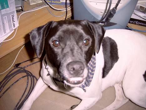 Dansk svensk gaardhund Biffer billede 15