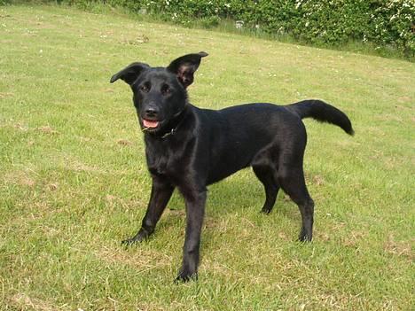 Blanding af racer Zenta - NYT ! billede 9