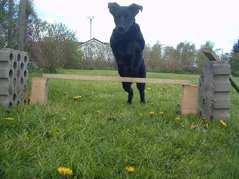 Blanding af racer Zenta - Nyt ! billede 10