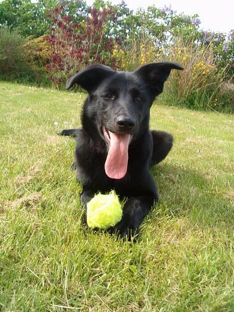 Blanding af racer Zenta - nyt ! billede 11