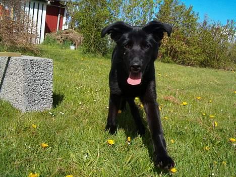 Blanding af racer Zenta - Nyt/Gammelt ! billede 12