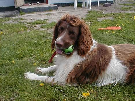 Engelsk springer spaniel Ciago billede 7