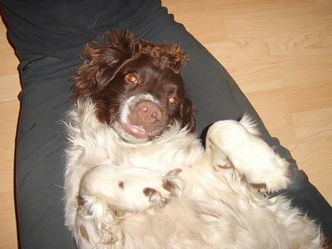 Engelsk springer spaniel Ciago billede 17