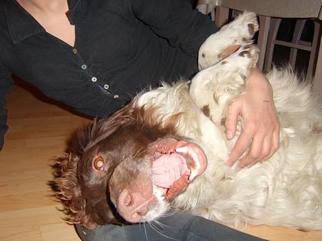 Engelsk springer spaniel Ciago billede 9