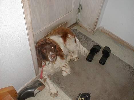 Engelsk springer spaniel Ciago billede 18