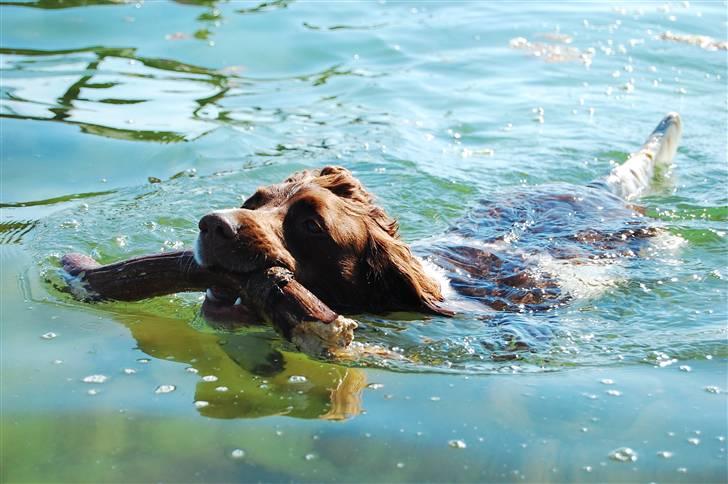 Engelsk springer spaniel Ciago billede 5