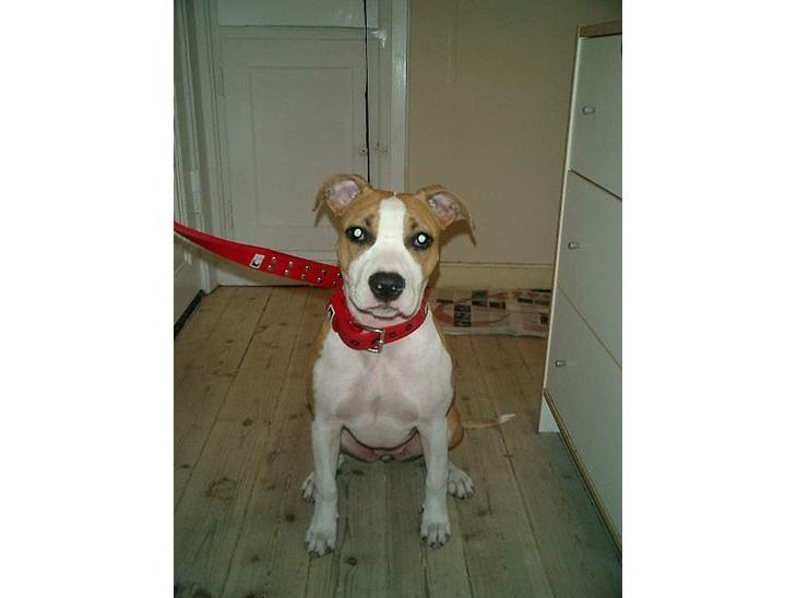 {{currentPhoto.altText}} billede {{currentPhoto.number}}