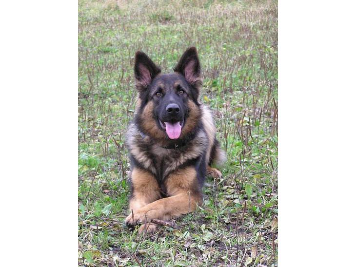 Schæferhund Micha - NYT billede 1
