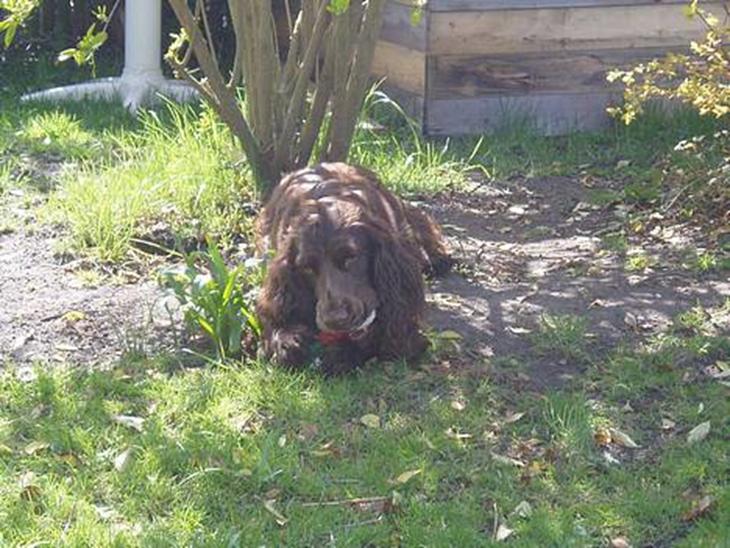 Cocker spaniel Tjili billede 1
