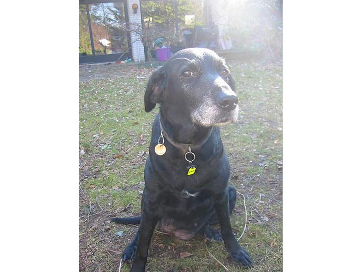 Labrador retriever Fie...(DØD:(  - Lille Fie skaat billede 1