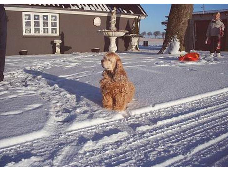 Amerikansk cocker spaniel da-nillo ( nillo )(død) - her er han i vinters  billede 1