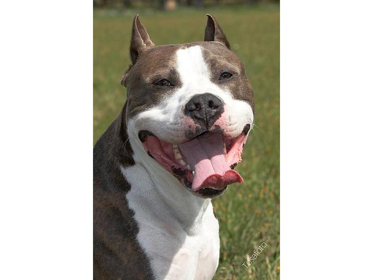 Amerikansk staffordshire terrier Jake - R.I.P  04/08-11  R.I.P - VELKOMMEN TIL MIN PROFIL c",) billede 1