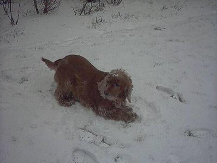 Cocker spaniel Mikkel - R.I.P billede 1