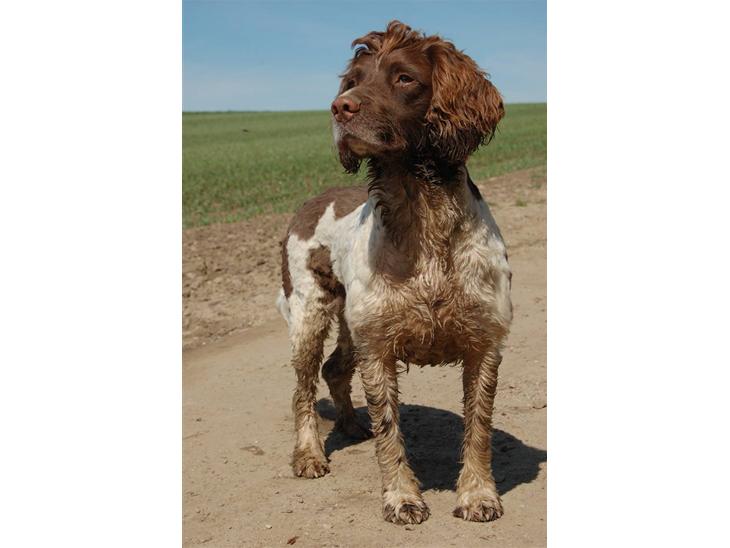 Engelsk springer spaniel Ciago - 2007
 billede 1