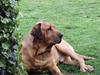 Broholmer Rollo