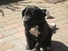 Cane corso Rimmer`s Cane Corso Gimli