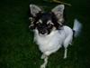 Chihuahua Holger