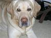 Labrador retriever Rex