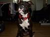 Amerikansk staffordshire terrier Bianca