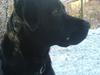 Blanding af racer Labrador/Rottweiler Calle