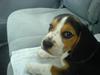 Beagle Bobby