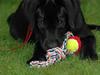 Labrador retriever Molly